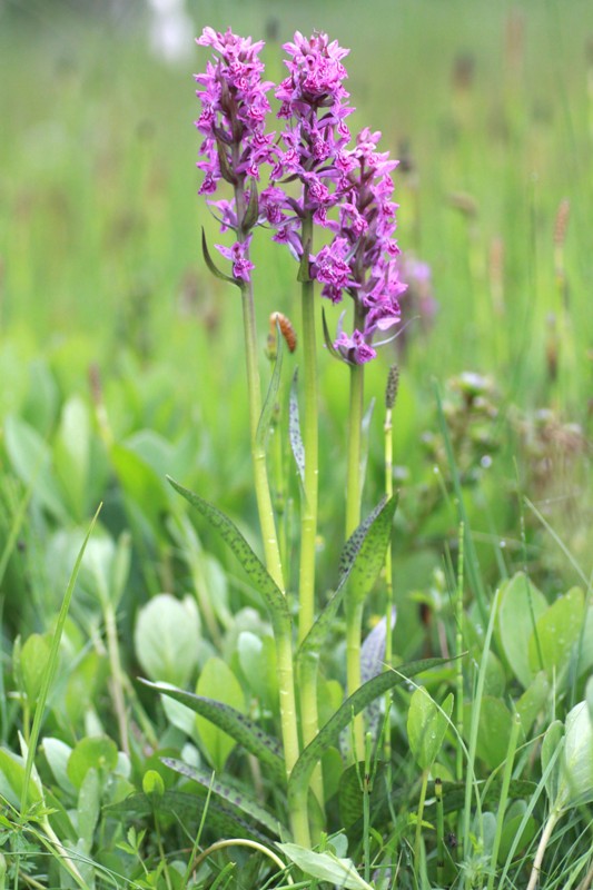 Nigritella, Dactylorhiza perverseemaltempo! Dolomiti luglio 2014.